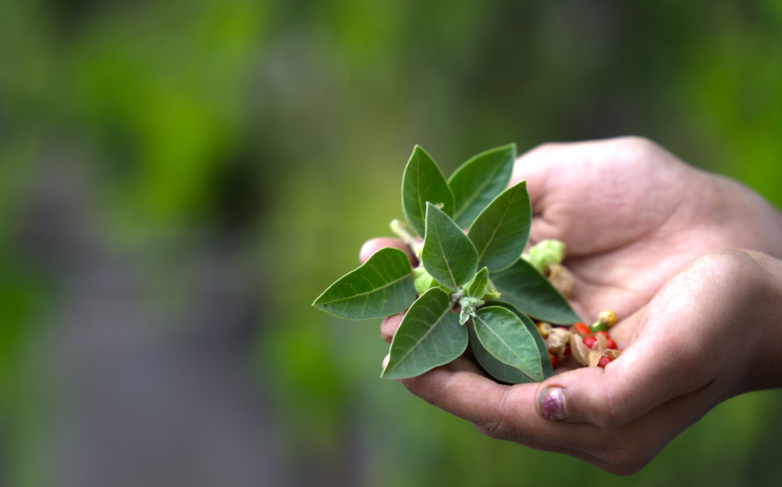 Ashwagandha